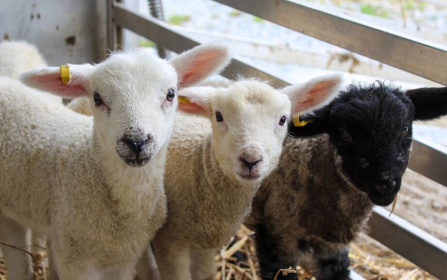 Lambs visit Pre-School! - Latest News - St Michael's Prep School