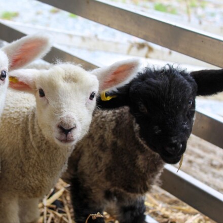 Lambs visit Pre-School!