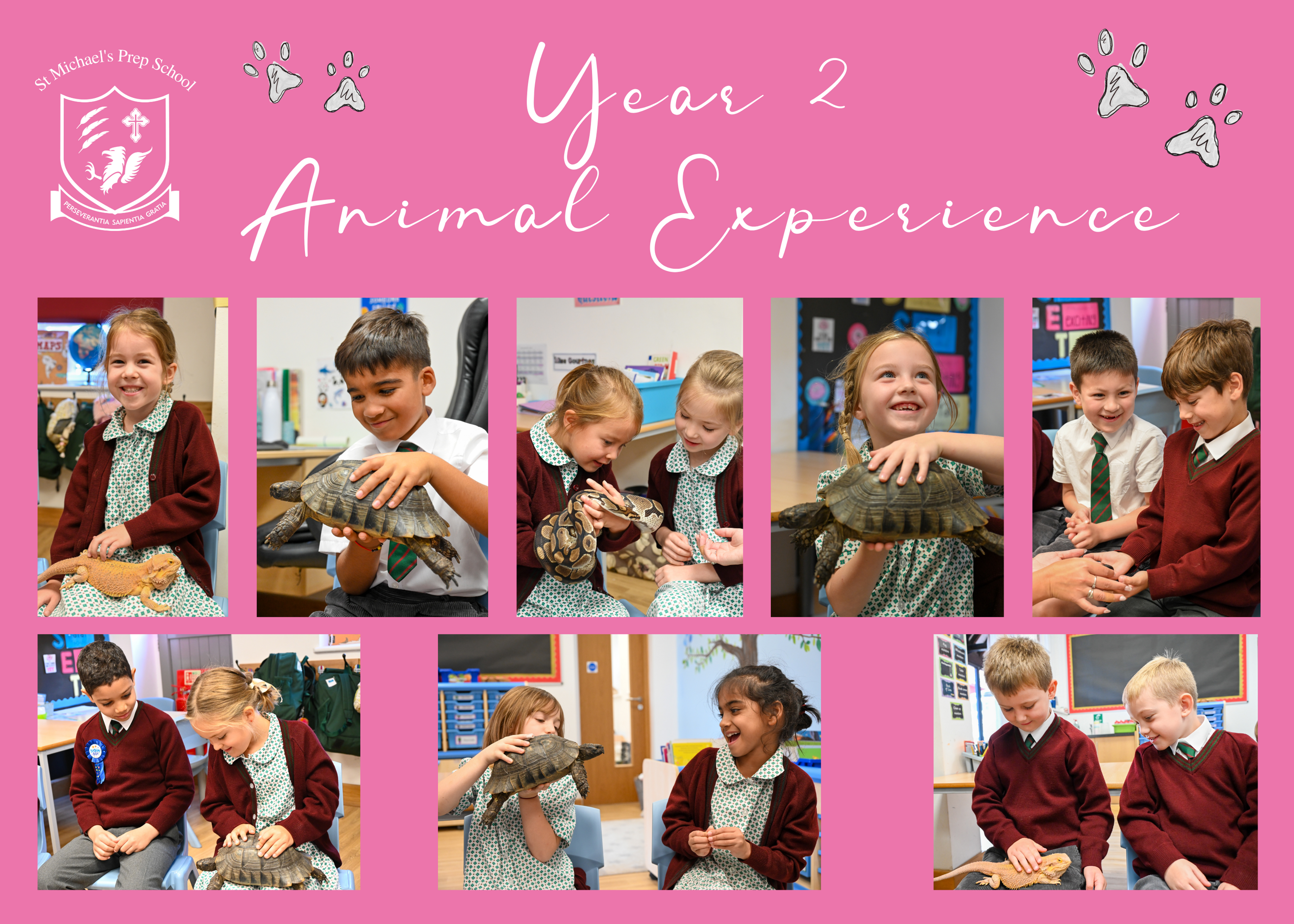 Animal experience