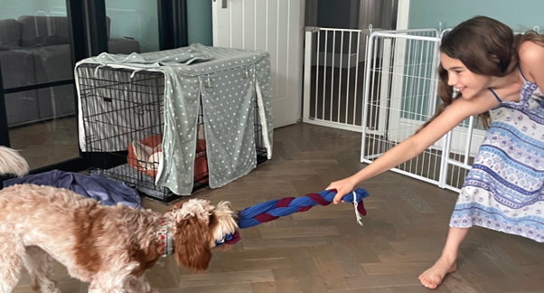 Eco dog toys