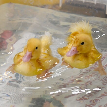 A week with our ducklings!