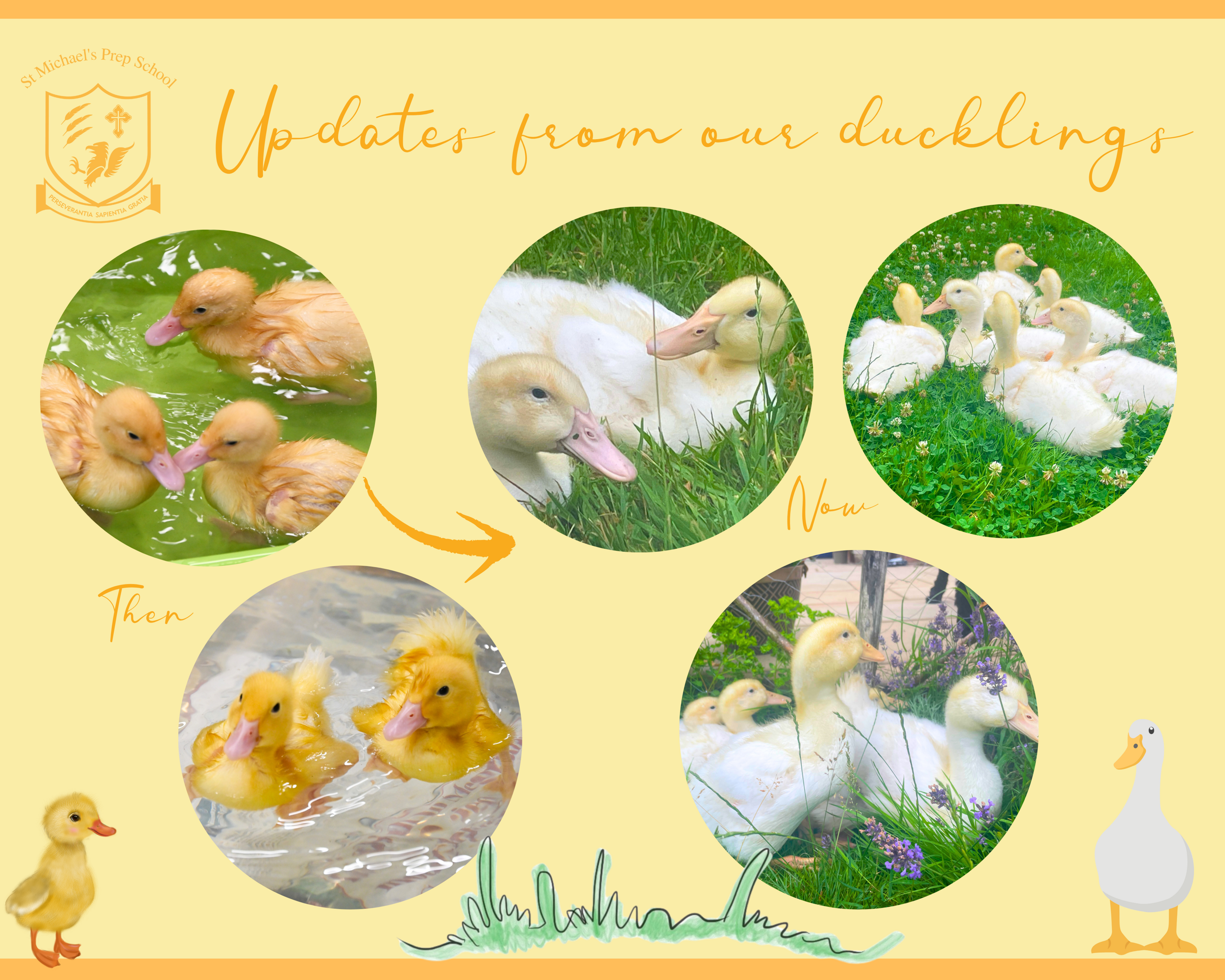 Collages (1)