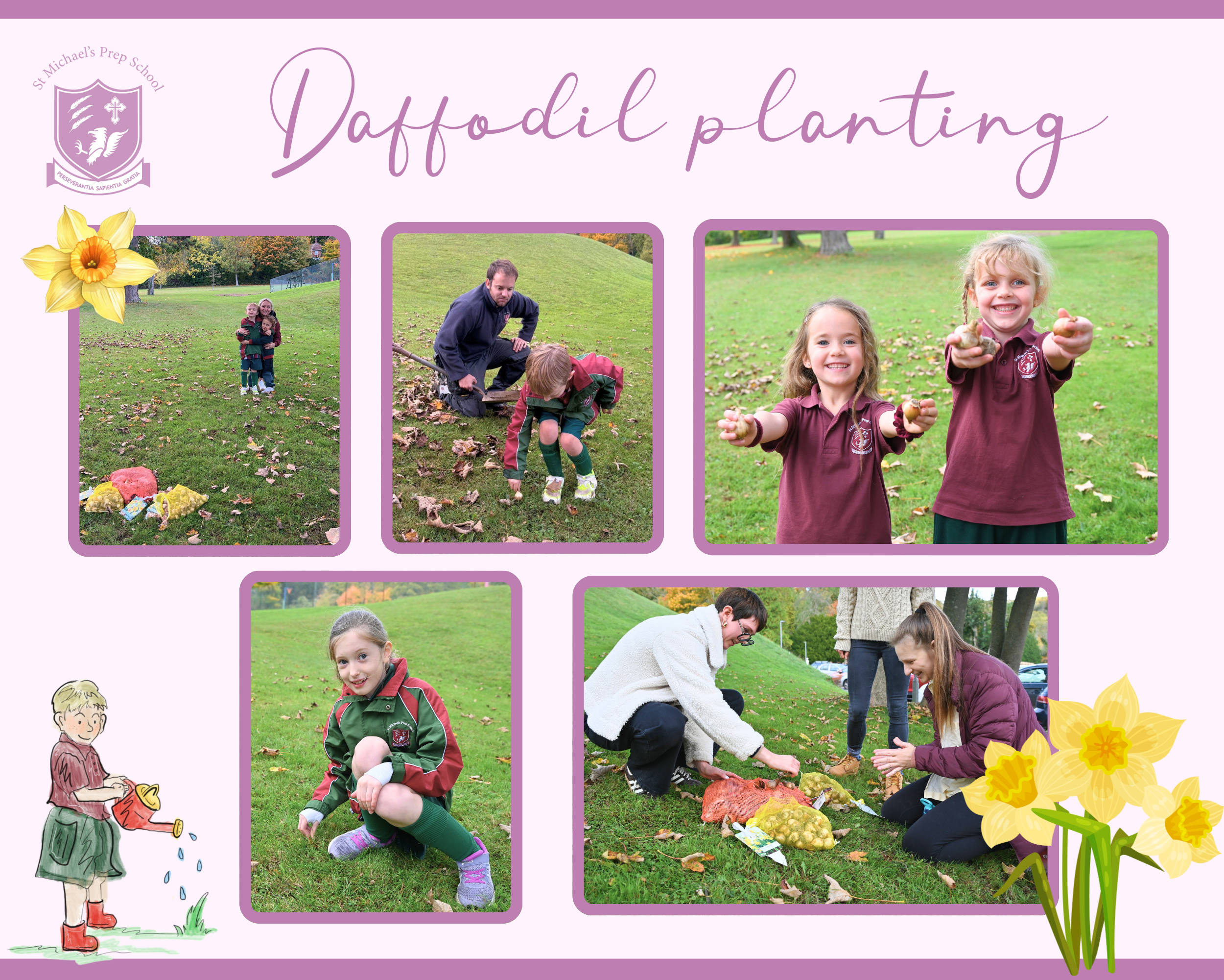 Daffodil planting